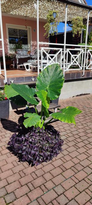 Adamov list (Alocasia Elephant Ears)