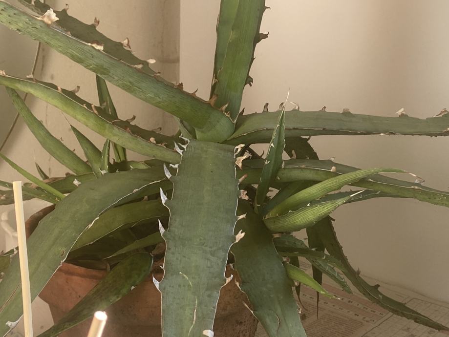 agave xylonacantha