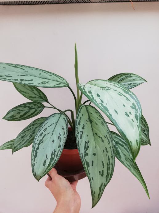 Aglaonema