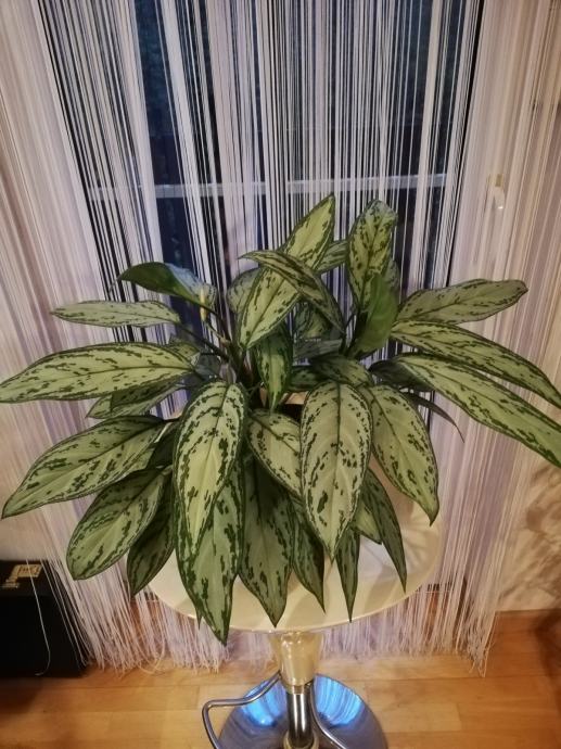 Aglaonema