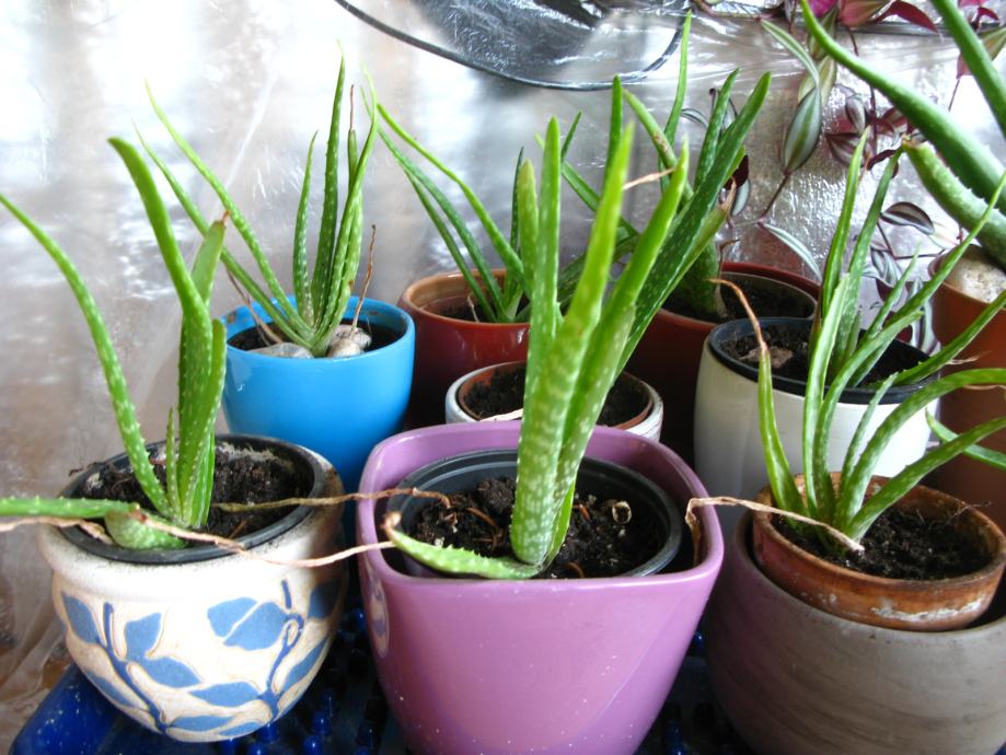 Aloe vera, 3 letne sadike