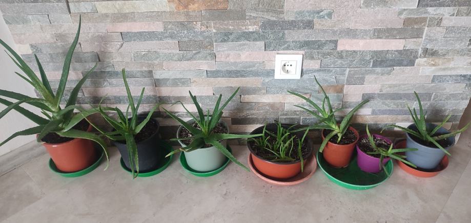 Aloe vera