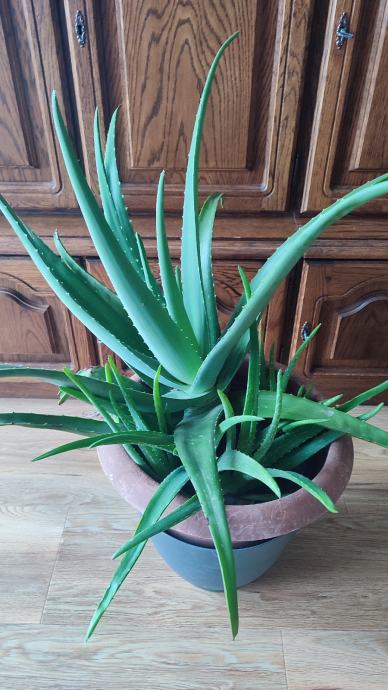 Aloe vera