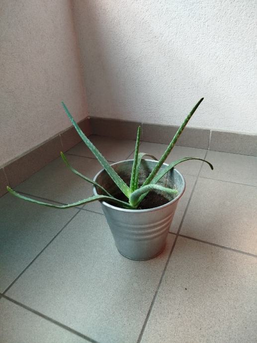 Aloe vera