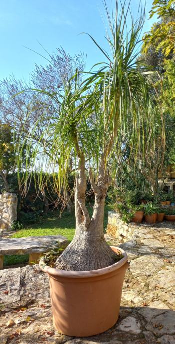 Beaucarnea recurvata - slonova noga