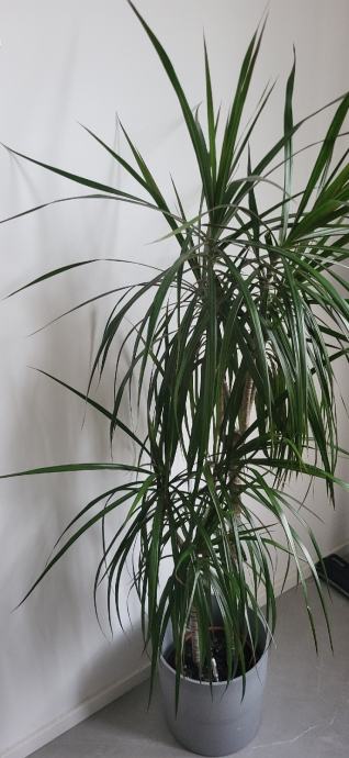 Dracaena