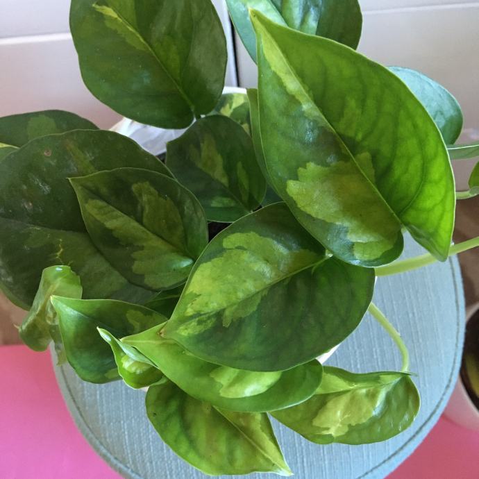 Global green pothos