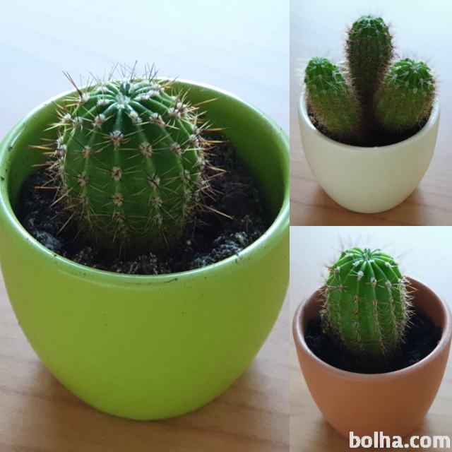 Kaktusi vrste Echinopsis z lončkom