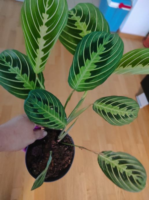 Maranta Lemon Lime