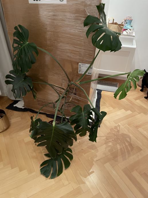 Monstera 150cm