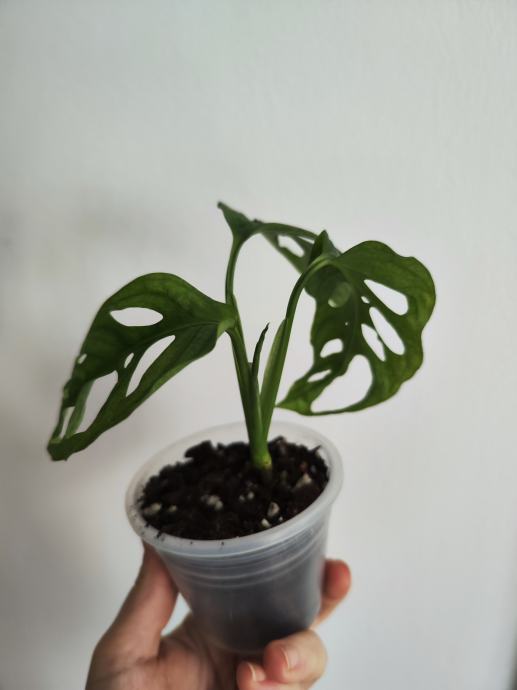 Monstera Adansonii Mint