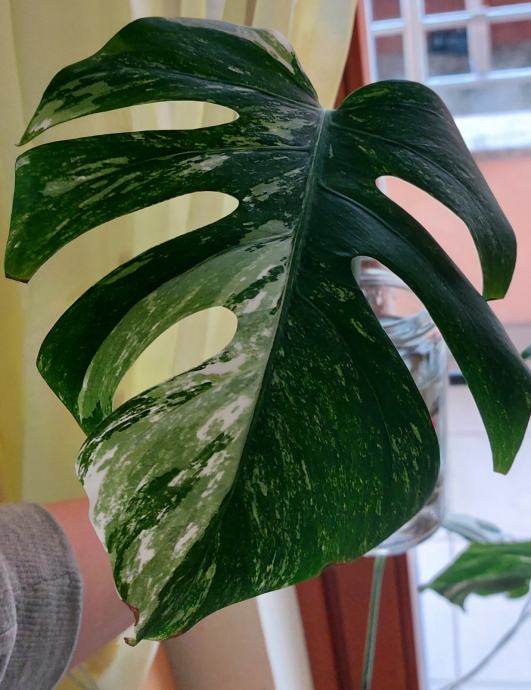 Monstera alba variegata