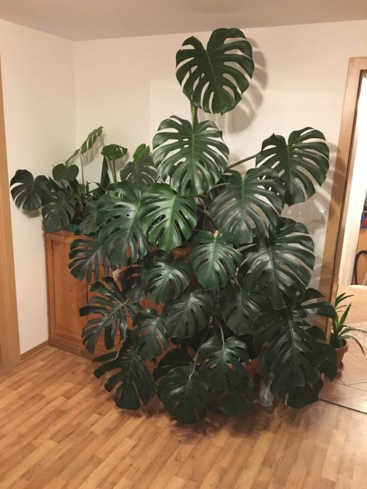 Monstera Deliciosa