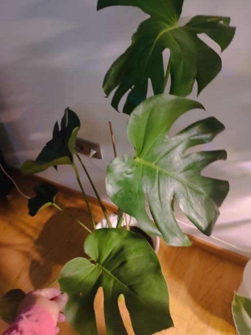 Monstera Deliciosa