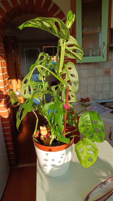 Monstera adansonii ( monkey mask)