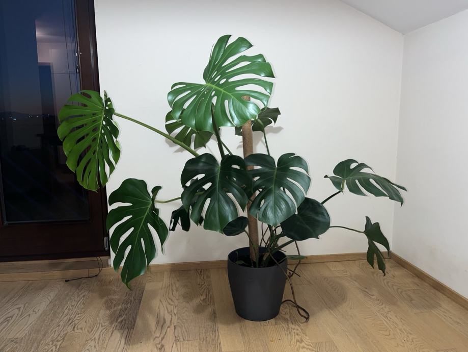 Monstera