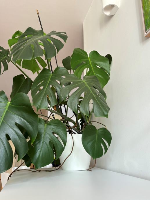 Monstera