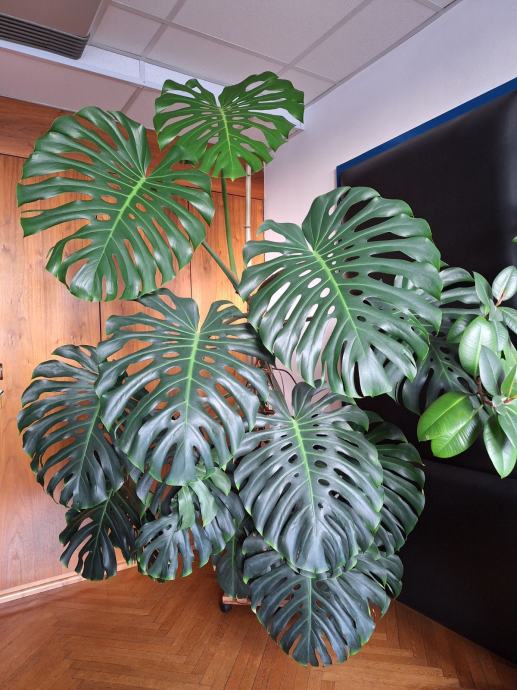 Monstera