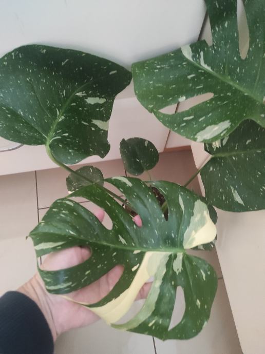 Monstera Thai Constellation