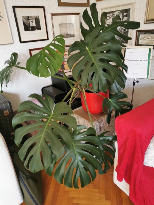 MONSTERA, VELIKI LISTI