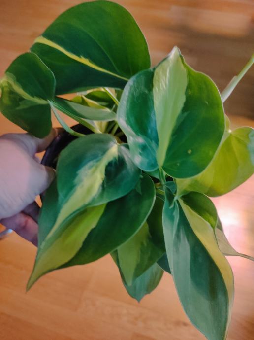 Philodendron Brasil