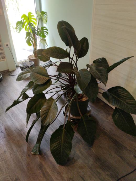 Philodendron Red Beauty