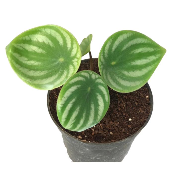 Pileja lubenica (pilea watermelon)