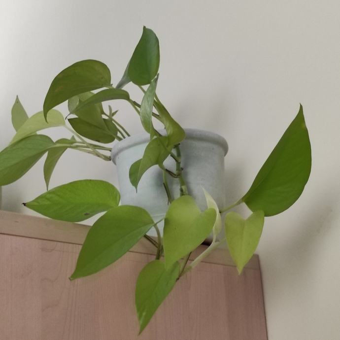 Pothos neon