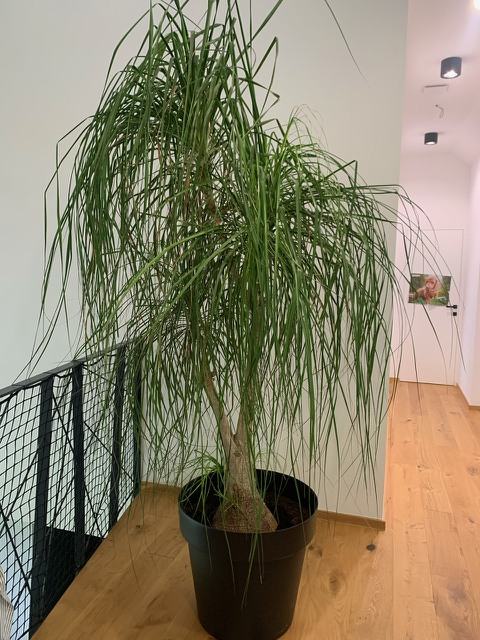 Slonova noga (Beaucarnea recurvata) 3 metre