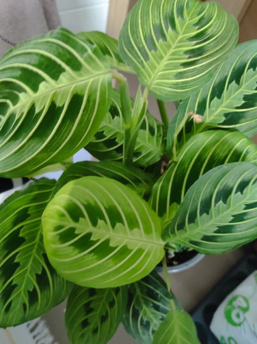 Sobne rastline (Philodendron, Maranta, Syngnonium)