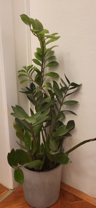 Zamia