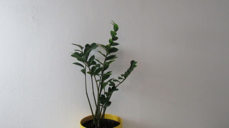 ZZ plant, navadna Zamija, Zamioculcas zamiifolia zelena prodam