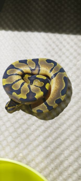 Baby ball Python enchi dh pied clown