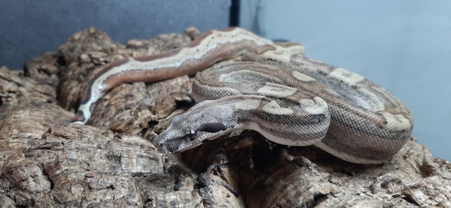 Boa hypo motley jungle