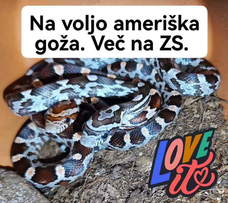 Kača ameriški gož (Pantherophis guttatus)