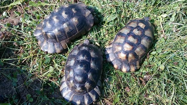 TESTUDO MARGINATA - KOPENSKE ŽELVE, KOPENSKA ŽELVA