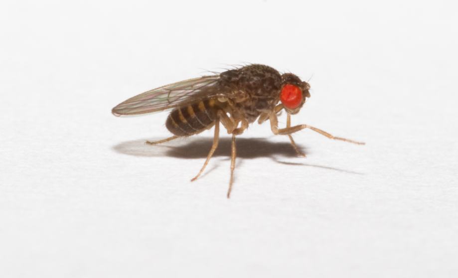 VINSKE MUŠICE ( Drosophila hydei )