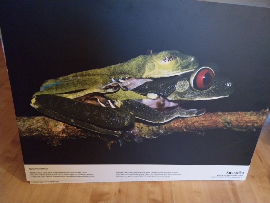 VRHUNSKE VELIKE KAŠIRANE AVTORSKE FOTOGRAFIJE KOSTARIKE