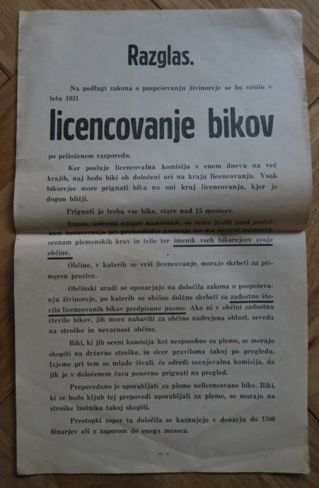 Licencovanje bikov, 1931, zanimiv dokument