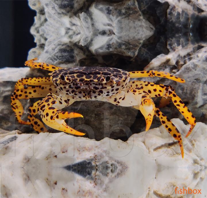 Parathelphusa pantherina - Panther crab