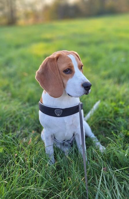 Beagle - 7 mesecev