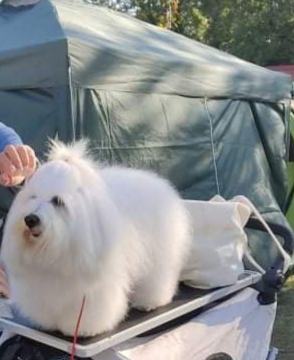 Coton de Tulear PARITEV