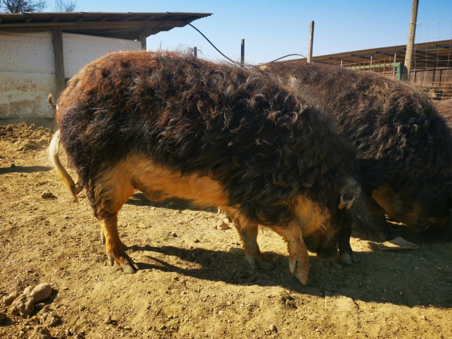 Mangalica