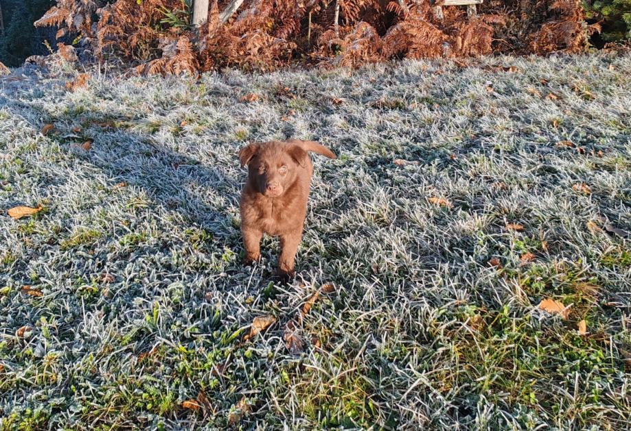 Psička mešanka med labradorko in nemškim ovčarjem