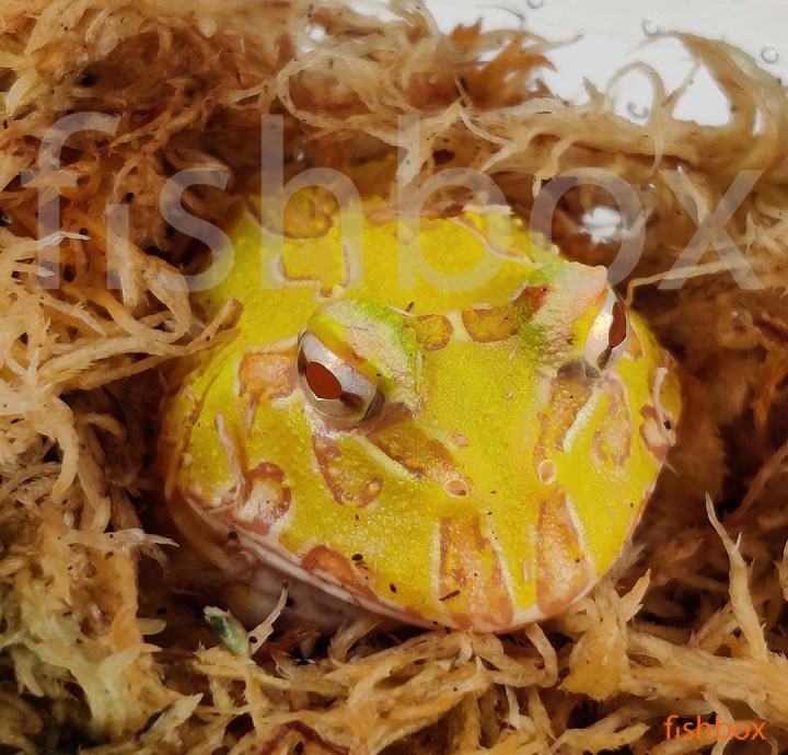 Ceratophrys cranwelli / Cranwell's horned frog - Pacman ALBINO