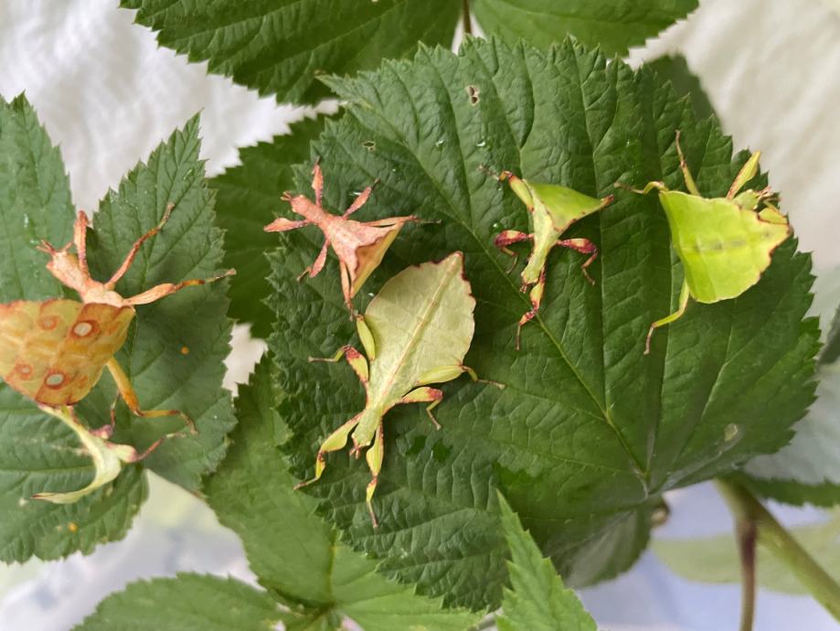 Živi listi Phyllium elegans "Nanga Nanga" jajčka