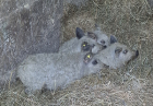 MANGALICA-MANGOLICA